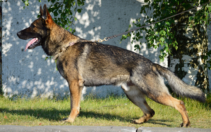 А это — овчарка рабочего разведения. Таких выводят не для красоты, а для работы! Спина у таких собак тоже покатая — это особенность породы. Но здоровье у неё как у быка!