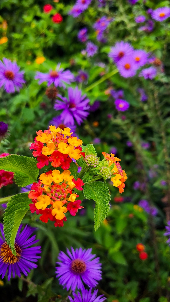 &#x1F49C;&#x1F49C;&#x1F49C;