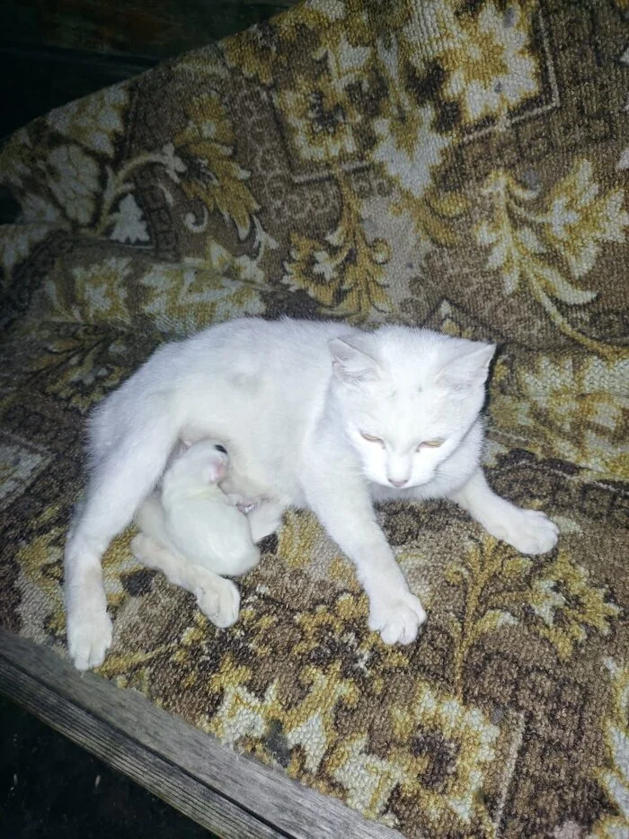 The Long-Suffering Tula Family or Snow White and the Two Dwarfs - My, In good hands, cat, Pets, Helping animals, Animal Rescue, Kittens, Lichen, Cat family, Balashikha, Moscow, Moscow region, Video, Vertical video, Short videos, Longpost