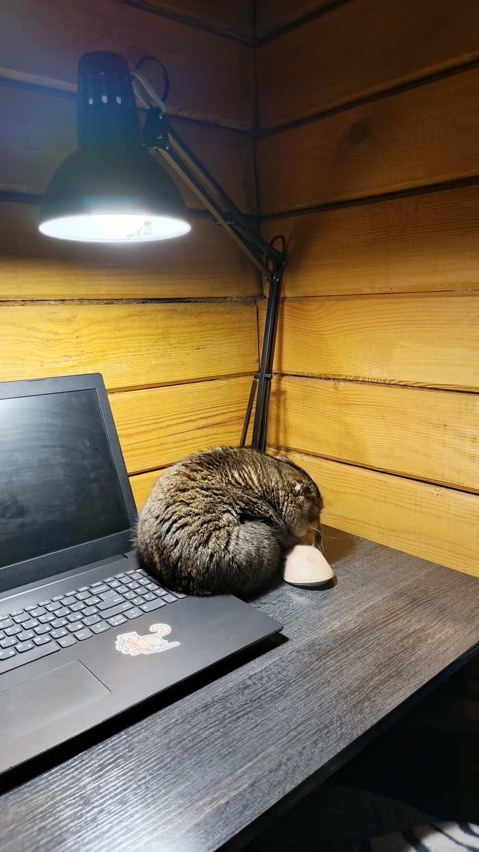 Моя котолампа