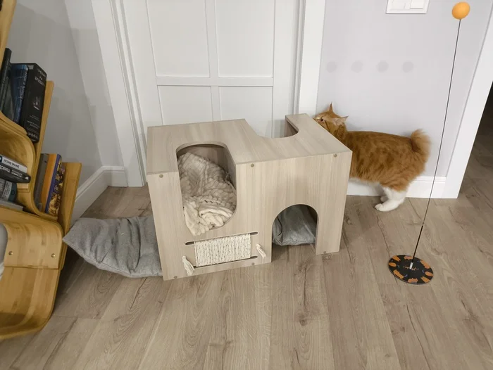 Easy cat tygydyk - My, cat, Pets, Fluffy, Cat lovers, Kurilian Bobtail