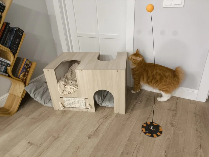 Easy cat tygydyk - My, cat, Pets, Fluffy, Cat lovers, Kurilian Bobtail