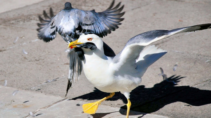 ������� ��������, ������� �� ��������� �� ���� �����.