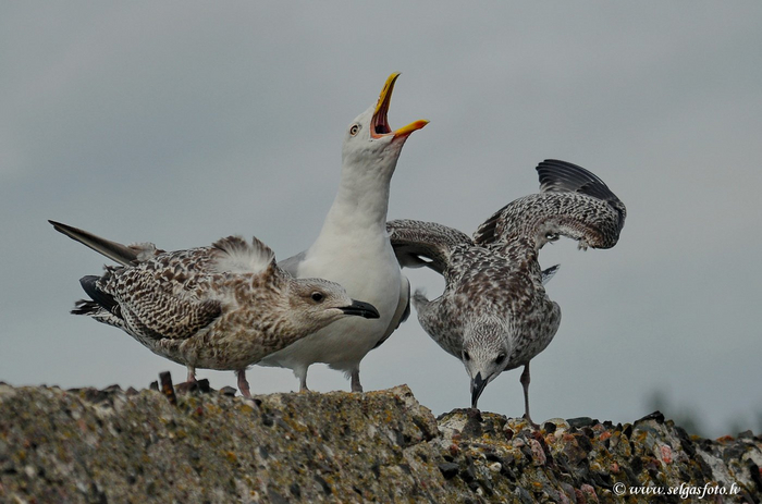 ����� ������� � ������ ��� ��� ������ � ������ �� ������ �������� �� 400 �������� � ���.