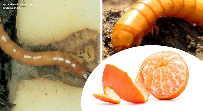 Многим это помогло от проволочника и хруща