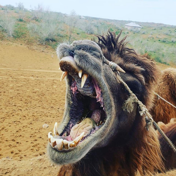      ?      ,    .        .