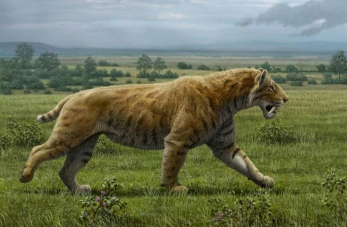 Смилодоны выглядели примерно вот так. А льва я вам не покажу, вы и так его прекрасно знаете.