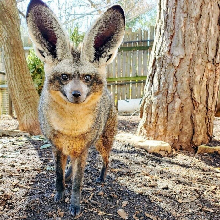 Как будто его собрали из запчастей зайца, оленя и лисёнка.