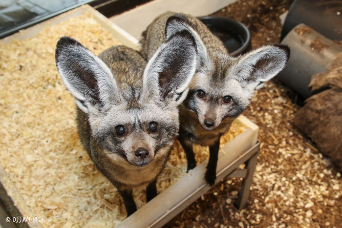Благодаря рациону из насекомых лиса почти никогда не нуждается в питьевой воде. Исключение — период вскармливания. Для того, чтобы производить молоко, мама-лиса ходит к проточному водоёму.
