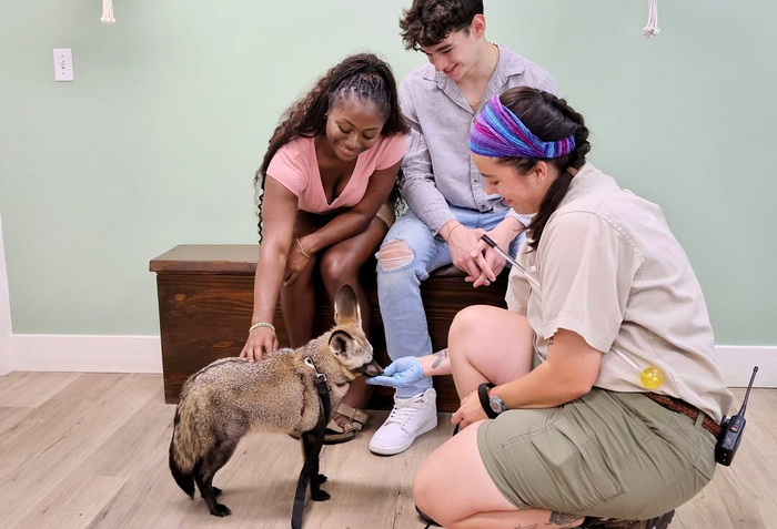 Размером с домашнюю кошечку, но на длинных ногах.