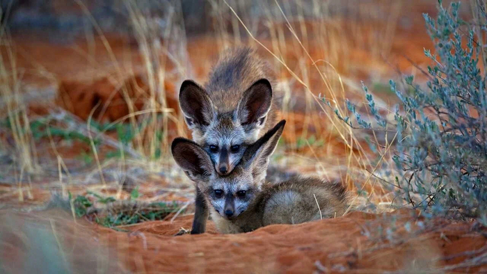 Лисиная башня.