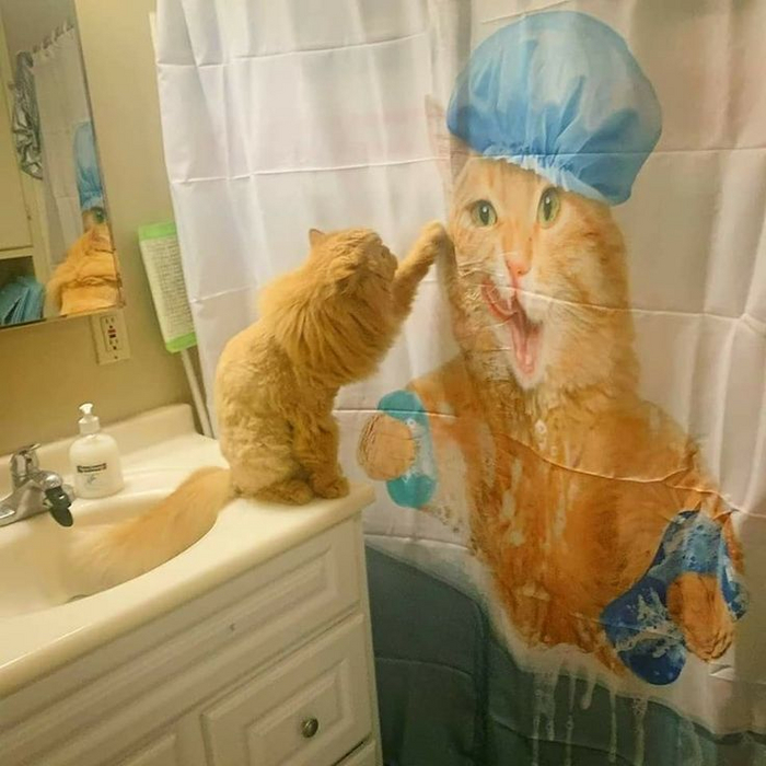 :  ". ()"  7703380158