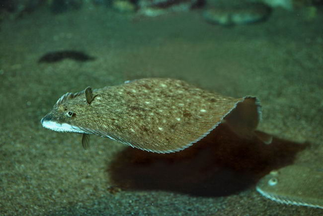     ,    ,    .        .