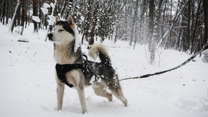 Когда уехал из родной Сибири в столицу, но вернулся, чтобы посмотреть на настоящую зиму.