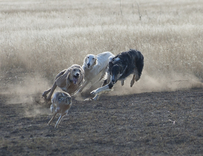 Посоревноваться в скорости с русскими псовыми могут лишь грейхаунды — самые быстрые псы на свете. Они развивают скорость до 72 км/ч.