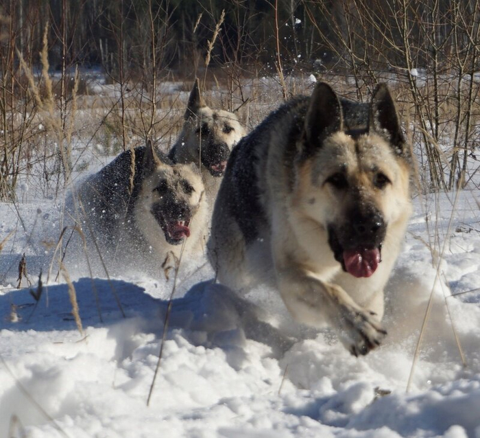 Андрюха, у нас труп. Возможно криминал, по коням!