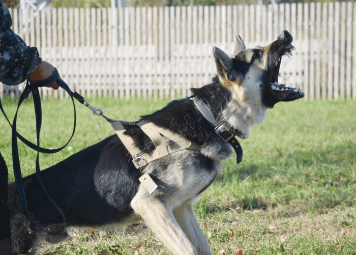 Зачем ехать в Африку смотреть на крокодилов, когда у нас есть свои, отечественные?