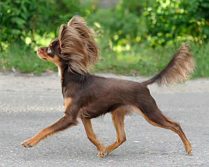 Пожалуй, это одна из немногих декоративных пород, которая выглядит гармонично, несмотря на крохотные размеры.