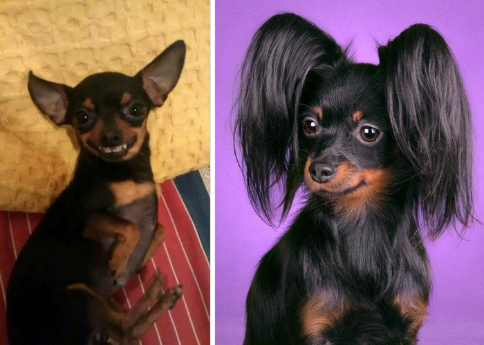 Как я выгляжу дома vs как я выгляжу, когда накручусь на дайсон. На самом деле, это две разновидности одной породы: гладкошерстный и длинношерстный.