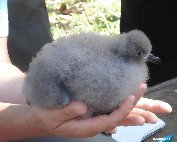 ,      ,          1620 .