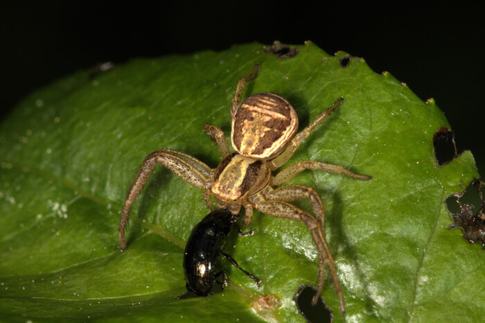 Еще о «странностях любви»