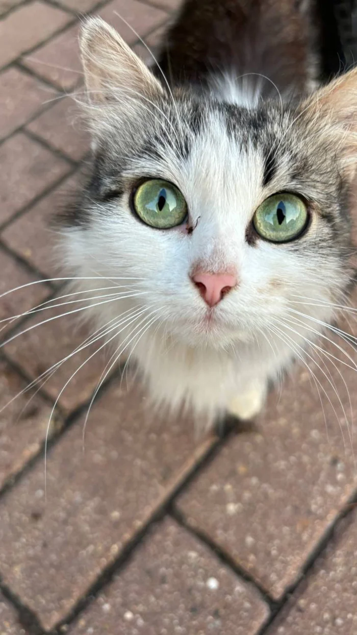 Too toxic - My, Posts on Peekaboo, Anger, Toxicity, Haters, Нытье, Text, cat