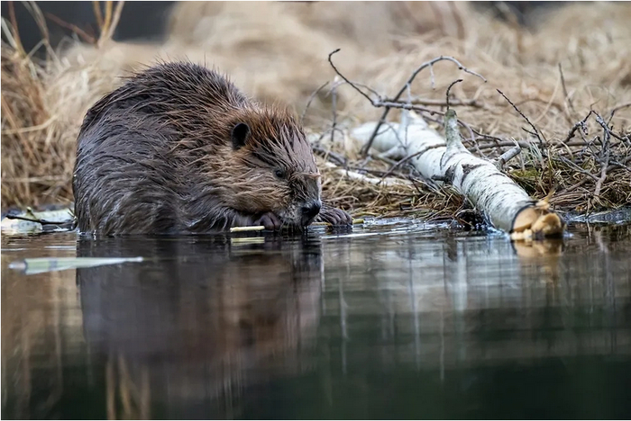    .   Shutterstock / FOTODOM / Dan-Pepper