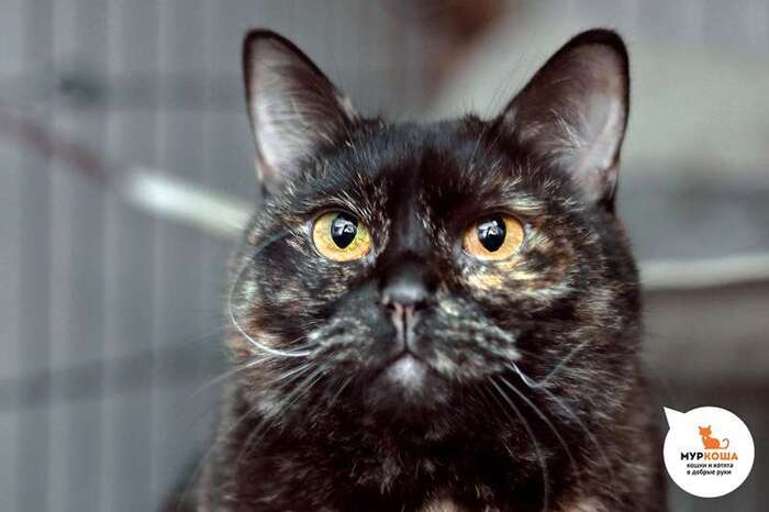 Кошка Ариэтта