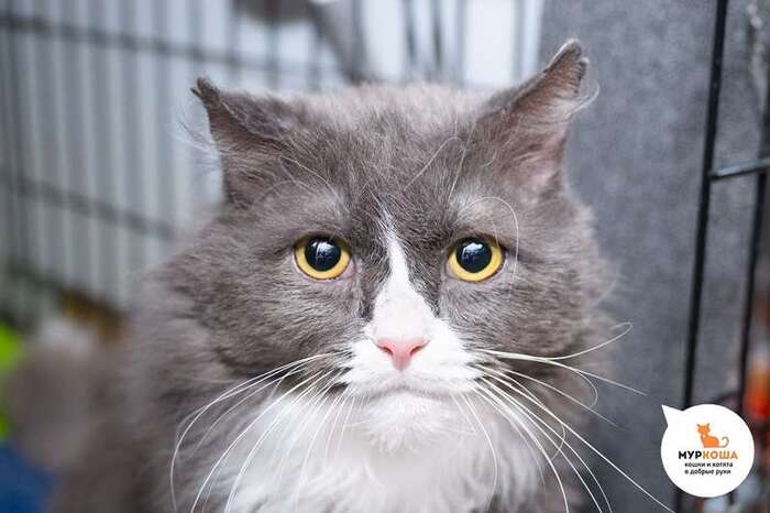 Кот Афанасий