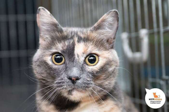 Кошка Космея