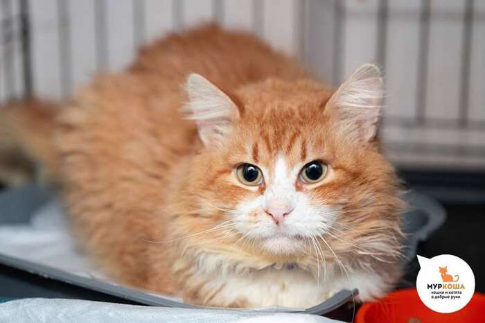 Кот Коловрат