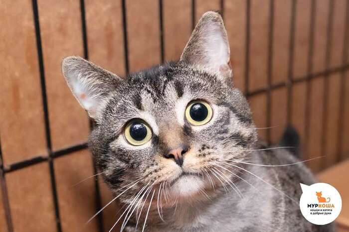 Кот Кукизавр