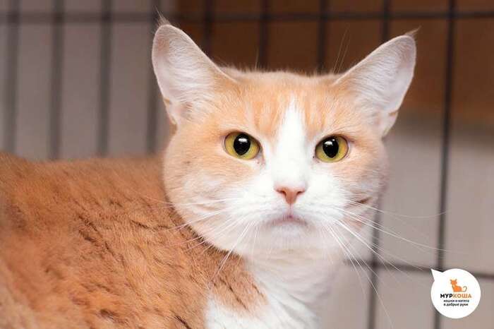 Кошка Лакомка