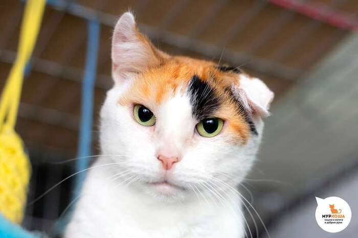 Кошка Лара Крофт