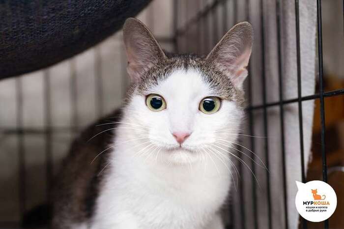 Кот Михримах