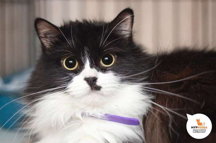 Кошка Мулан