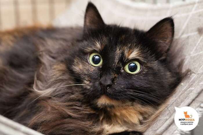 Кошка Павлина