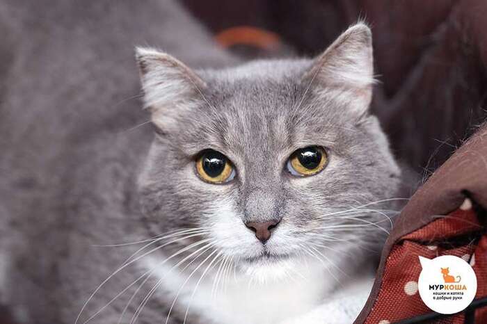 Кот Парамоша