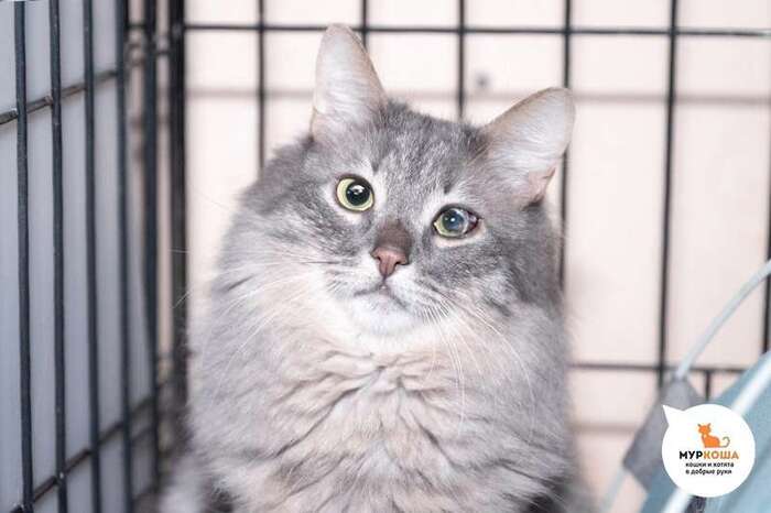 Кот Пельменька