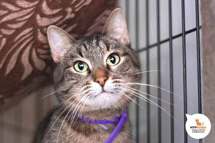 Кошка Суоми