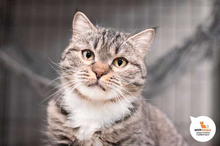 Кошка Февралинка