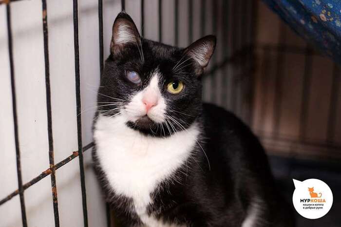 Кошка Чиана