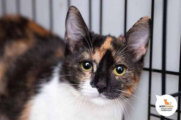 Кошка Шанти