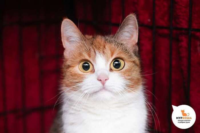 Кошка Эленика