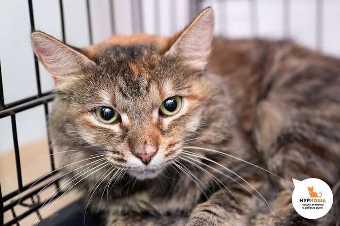 Кошка Маркизочка