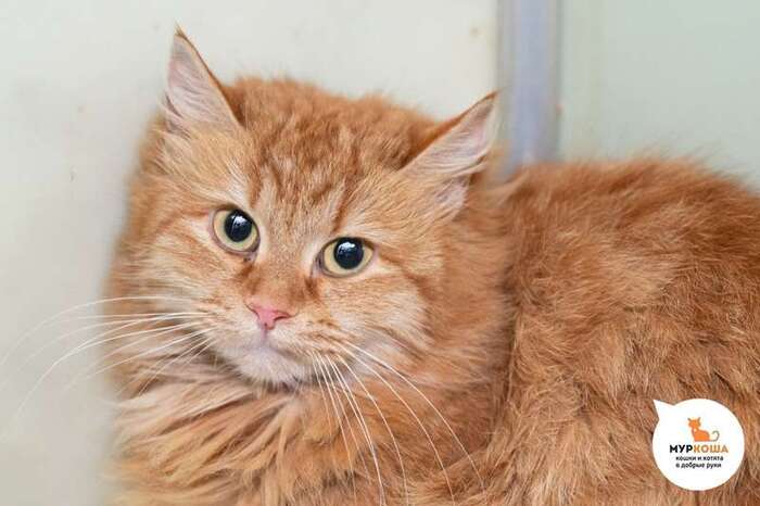 Кошка Малинника