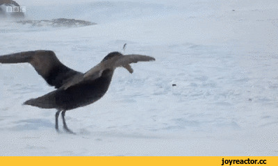  : ,       ,  , ,  ,  , , ,   (), 