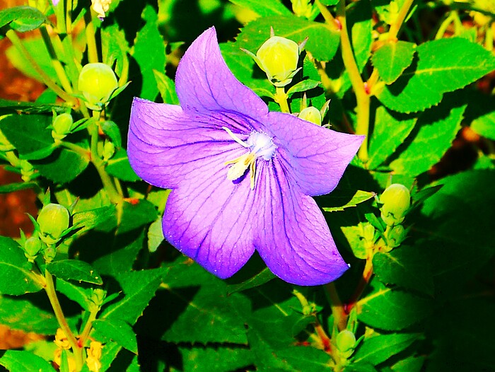 Цветет однако