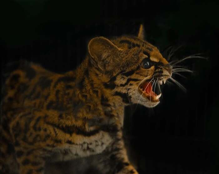 Недовольный маргай