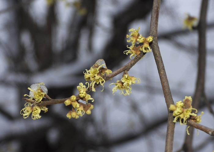 Гамамелис виргинский. Ботанический сад СПб.